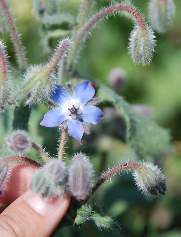 Image of Borago officinalis specimen.