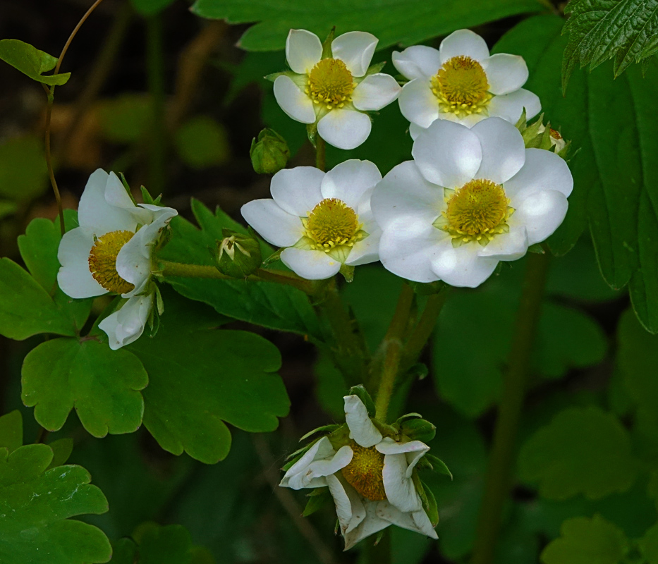 Image of Fragaria &times; ananassa specimen.