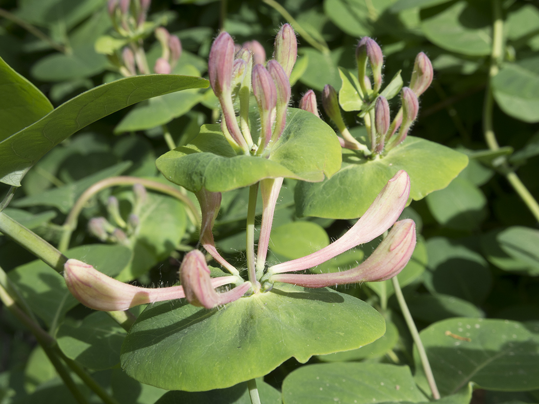 Image of Lonicera caprifolium specimen.