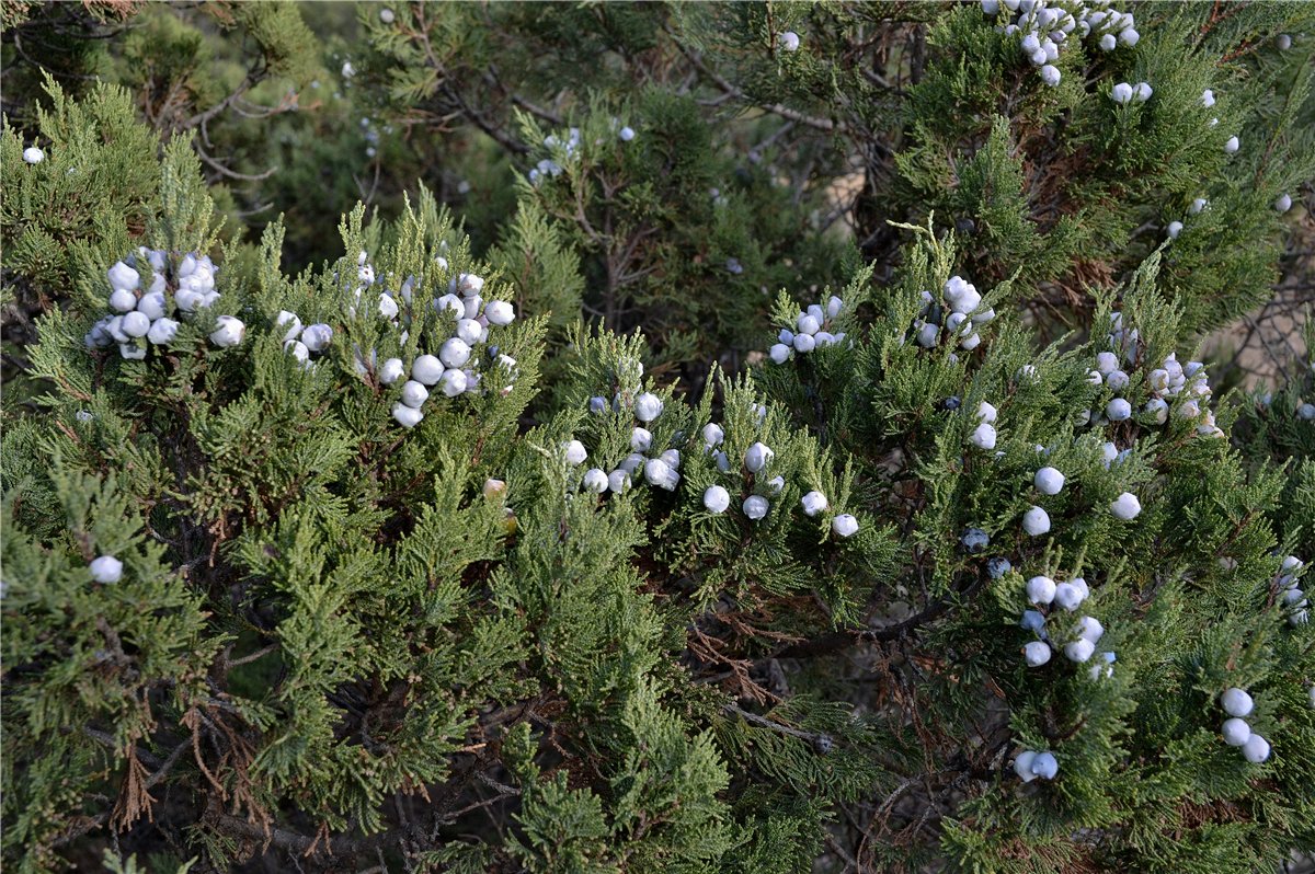 Image of Juniperus excelsa specimen.