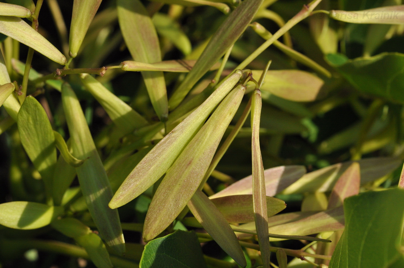 Image of Fraxinus densata specimen.