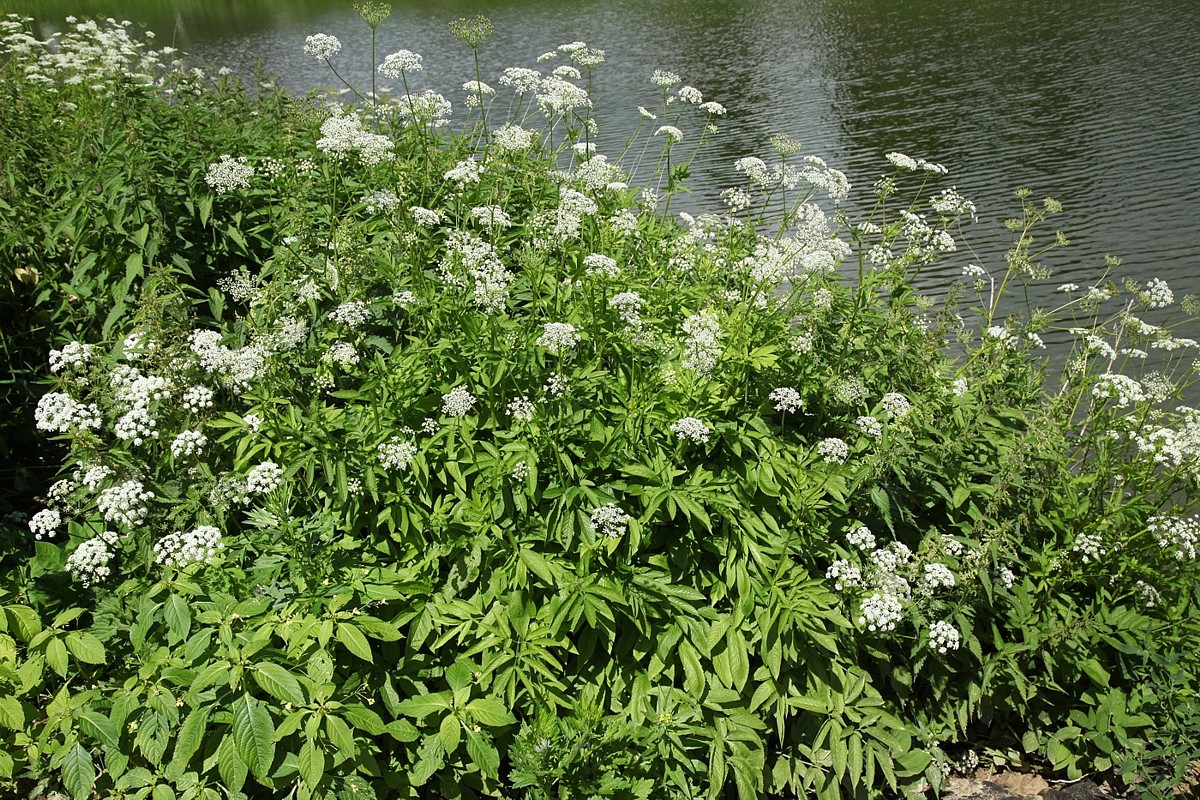 Image of Chaerophyllum aromaticum specimen.