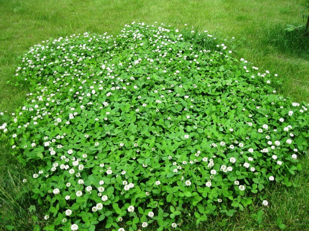 Image of Trifolium repens specimen.