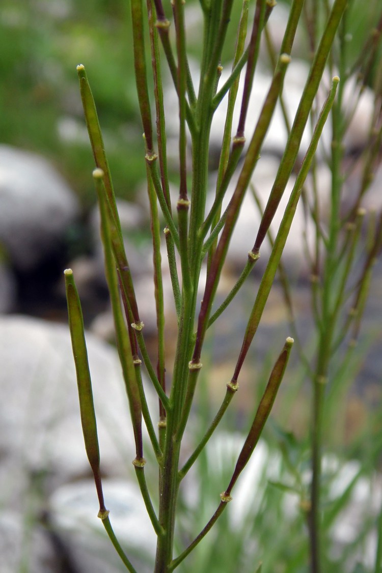 Image of Cardamine uliginosa specimen.