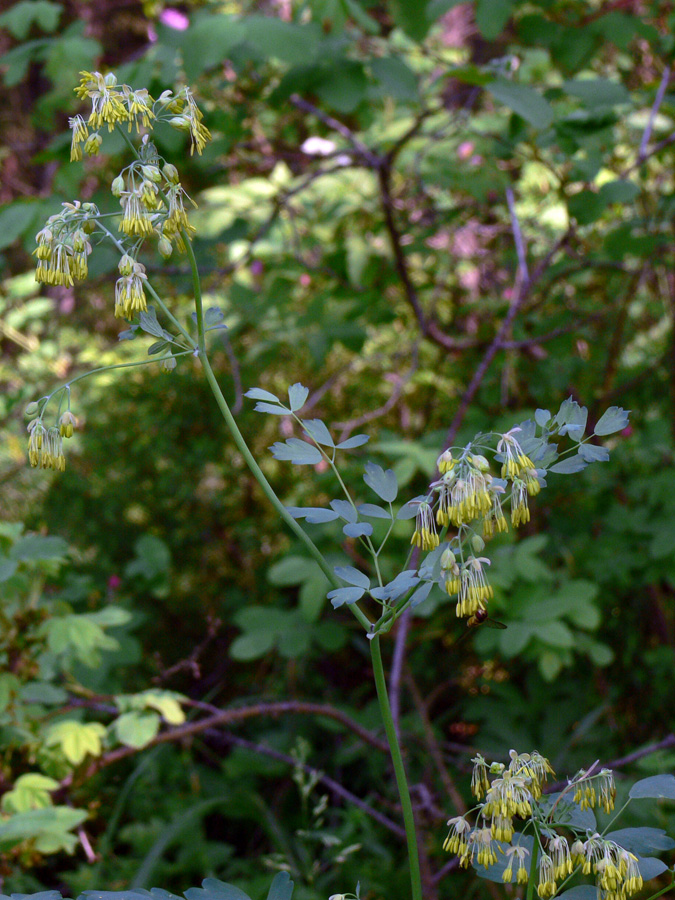 Image of Thalictrum minus specimen.