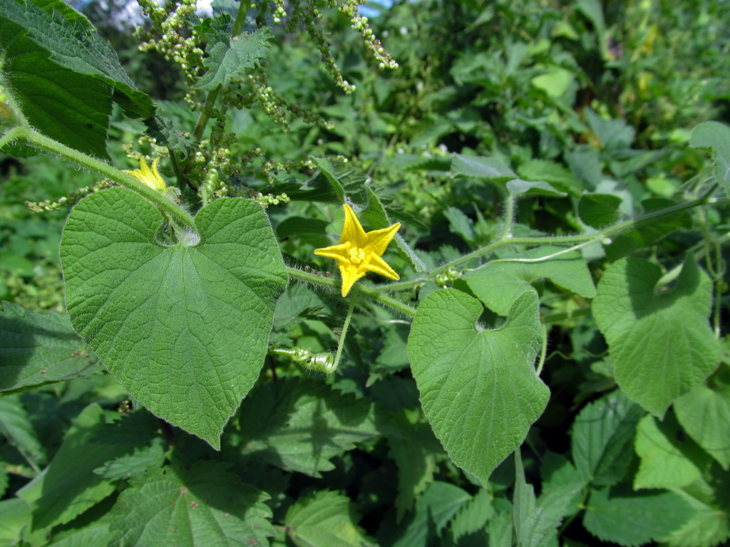 Изображение особи Thladiantha dubia.