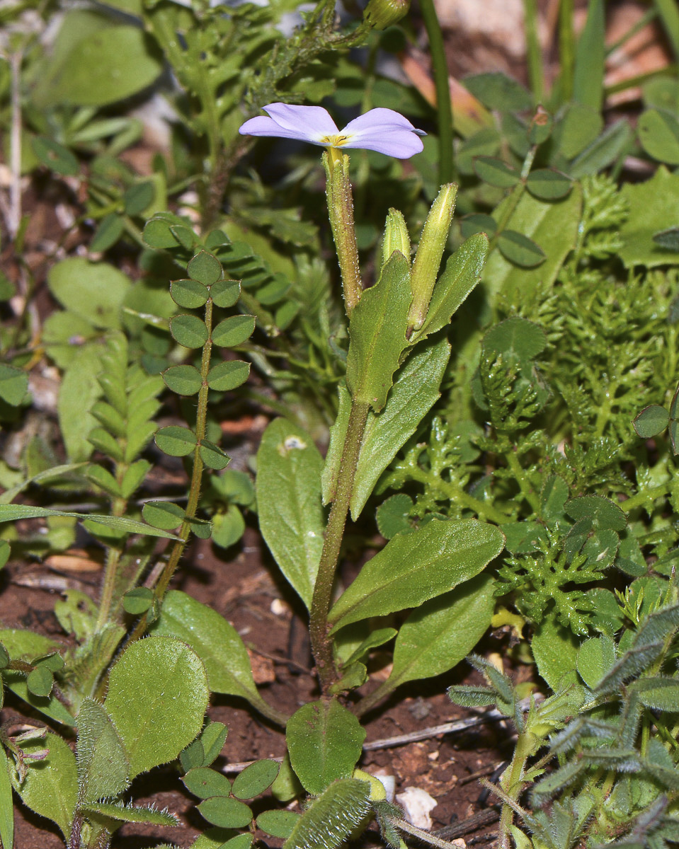 Изображение особи Malcolmia crenulata.