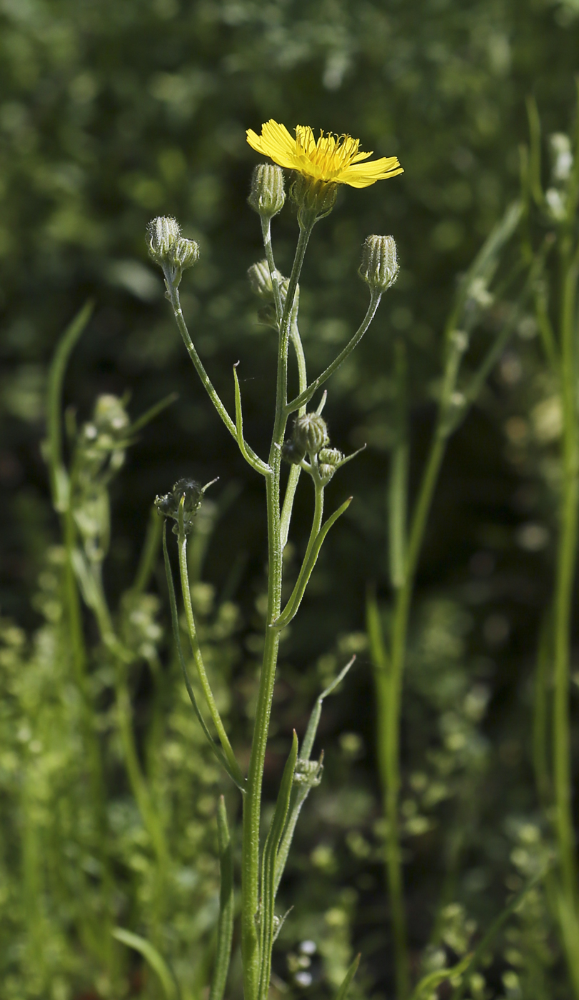 Image of Crepis tectorum specimen.