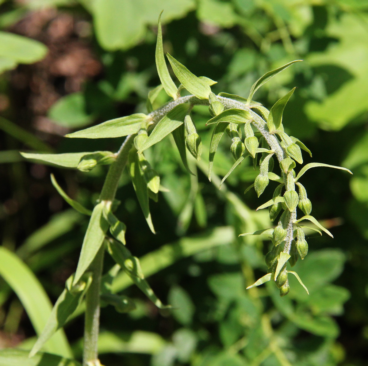 Image of Epipactis helleborine specimen.