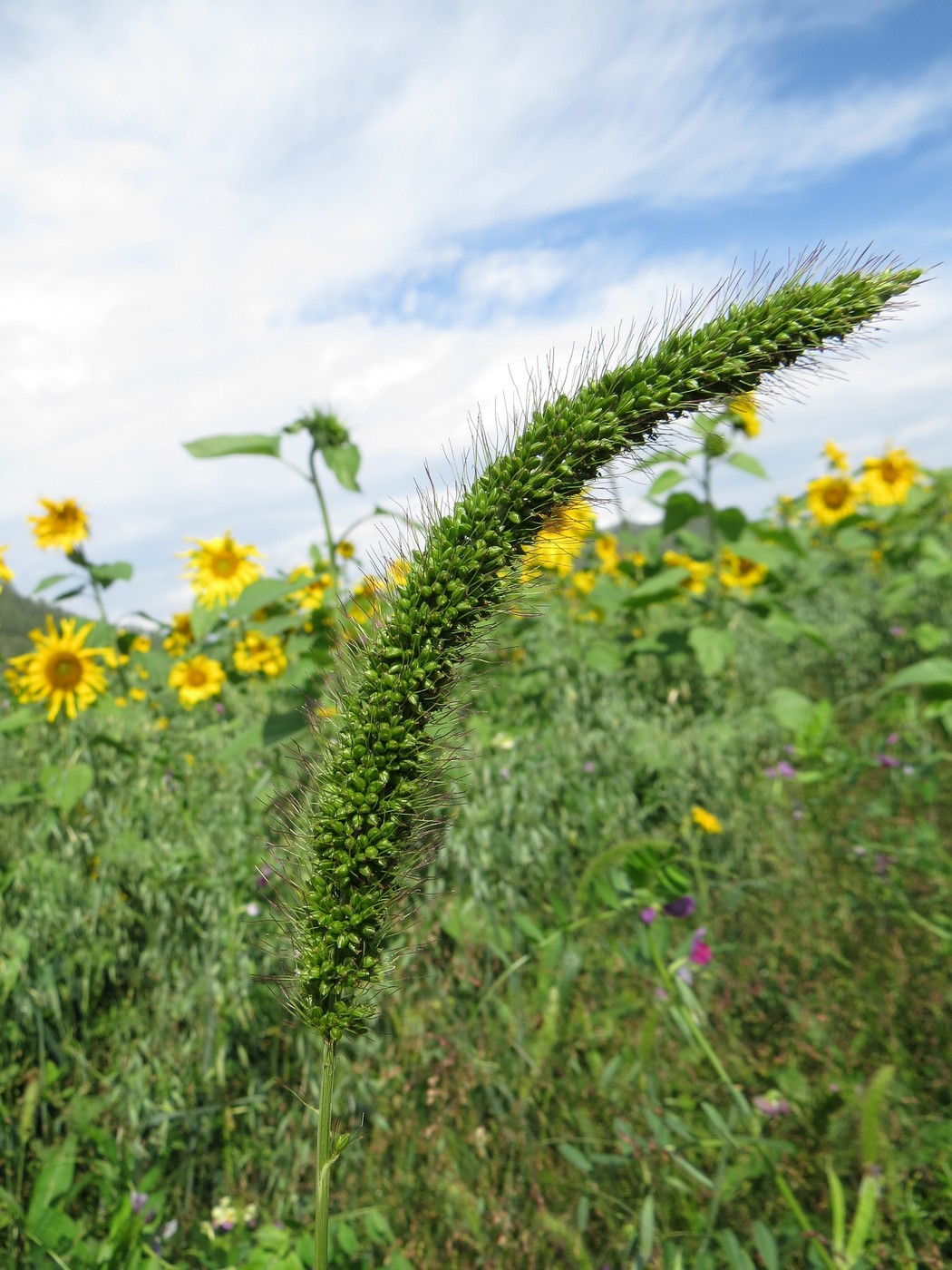 Image of Setaria faberi specimen.