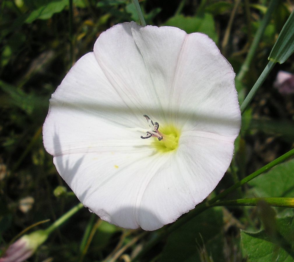 Изображение особи Convolvulus arvensis.