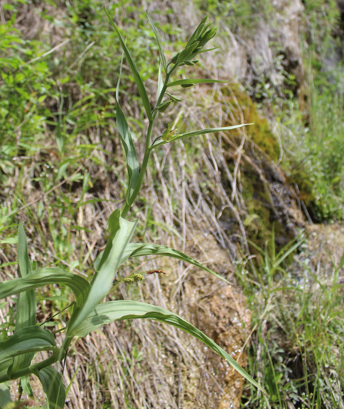 Изображение особи Epipactis veratrifolia.