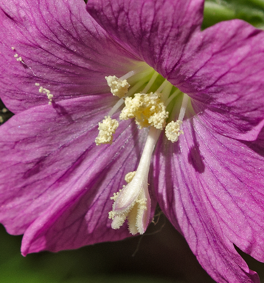 Image of Epilobium hirsutum specimen.