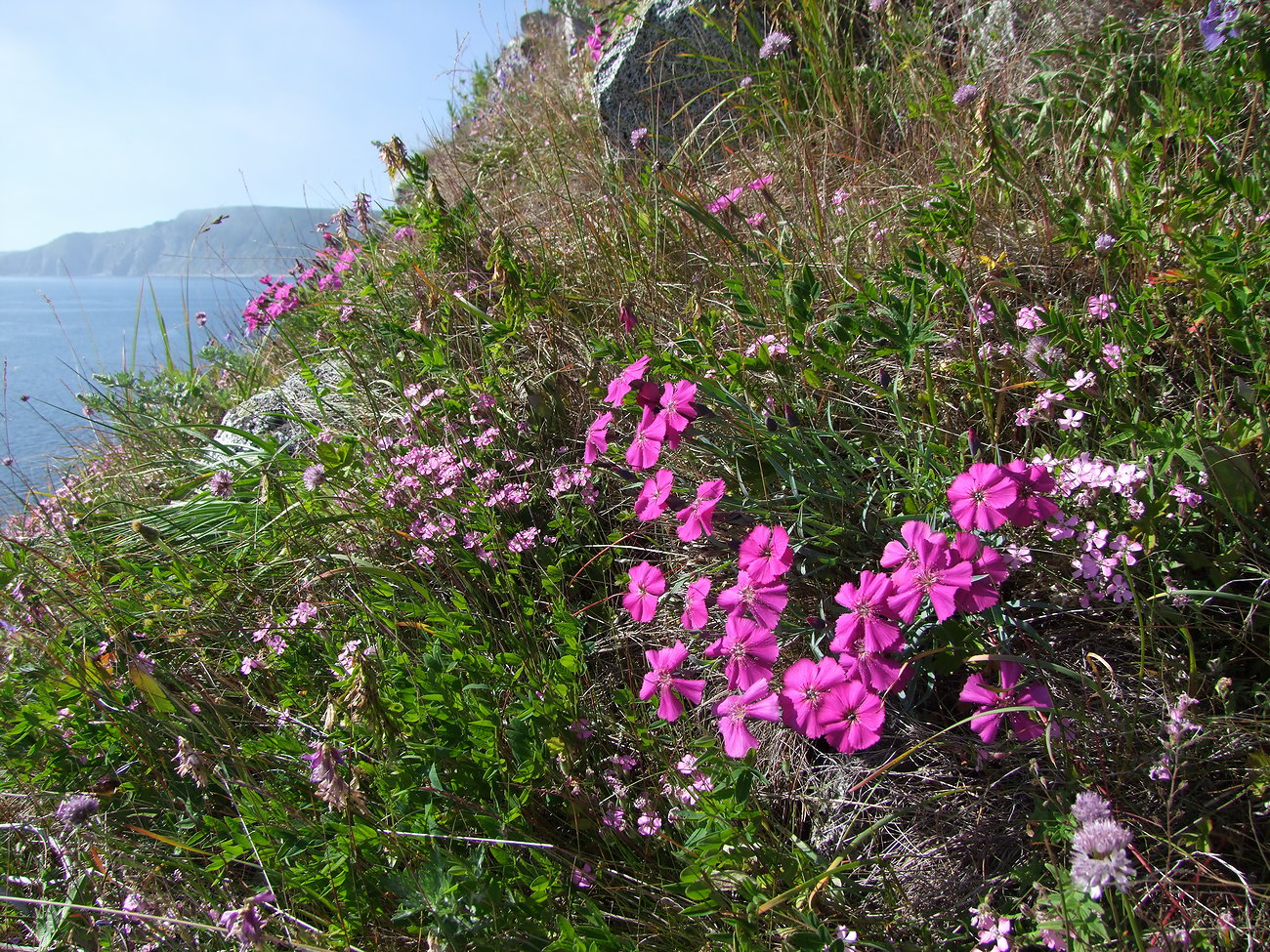 Изображение особи Dianthus repens.