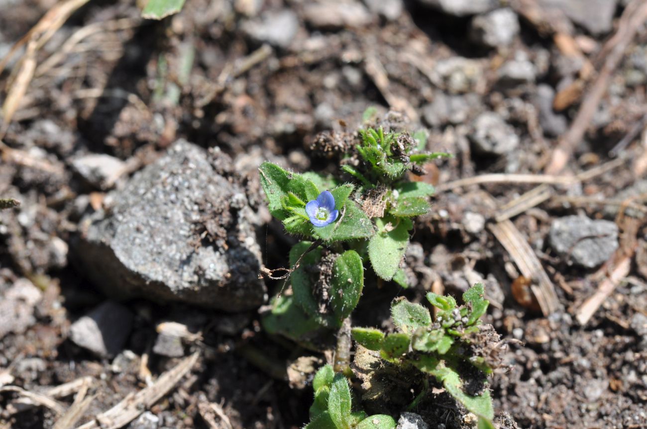 Image of Veronica arvensis specimen.