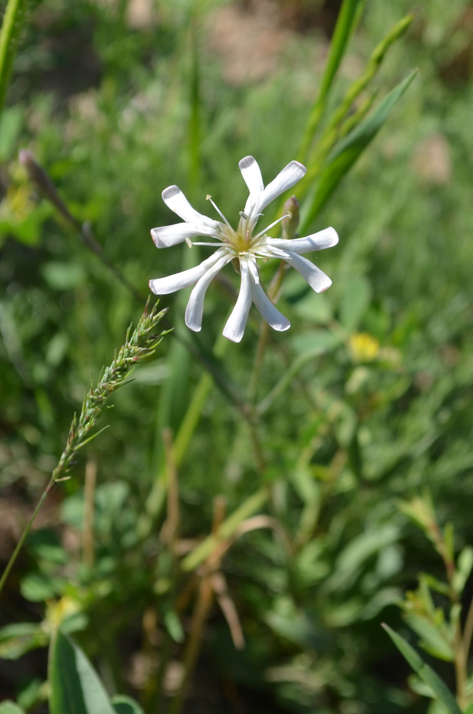 Изображение особи Silene semenovii.