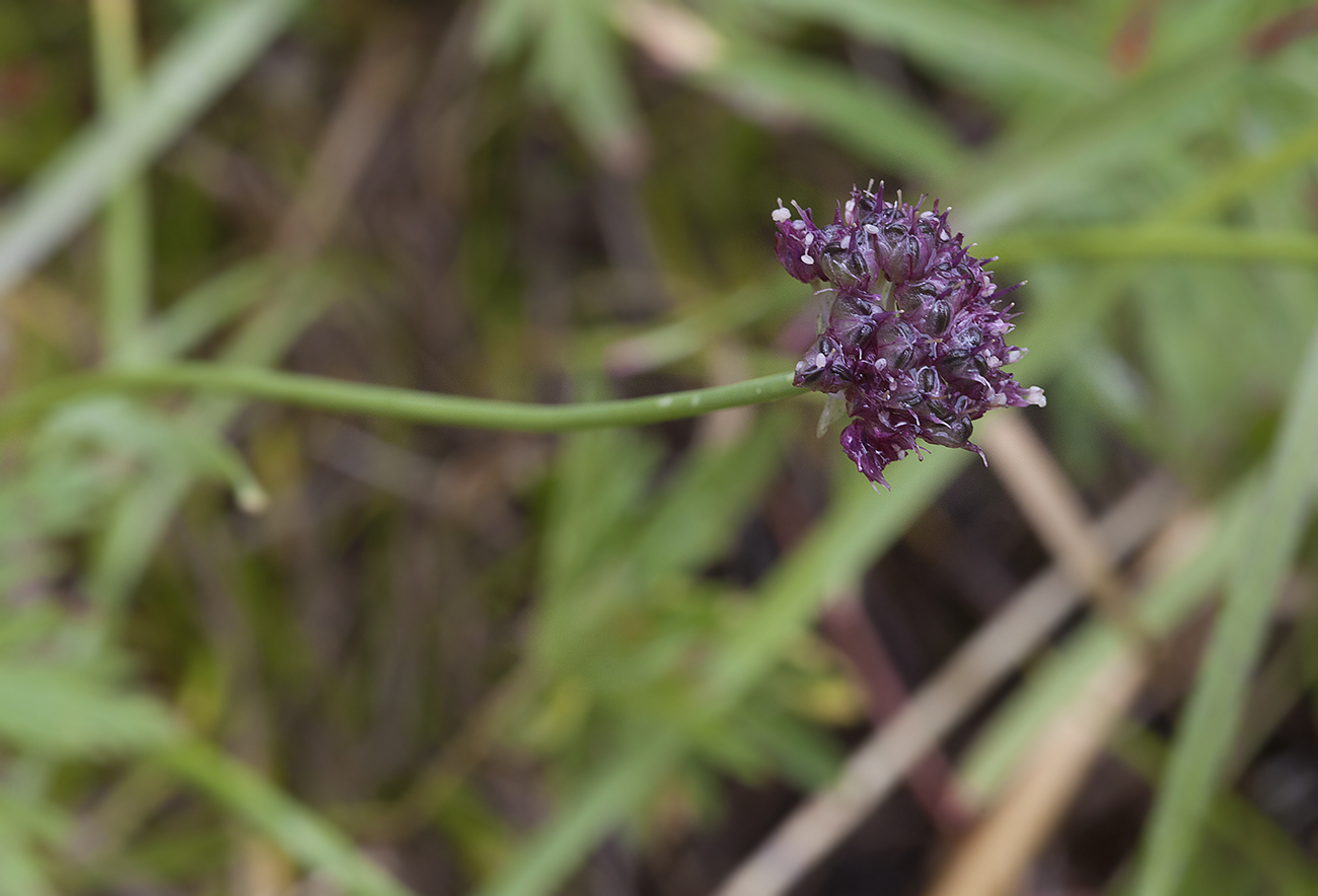 Image of Allium amphibolum specimen.