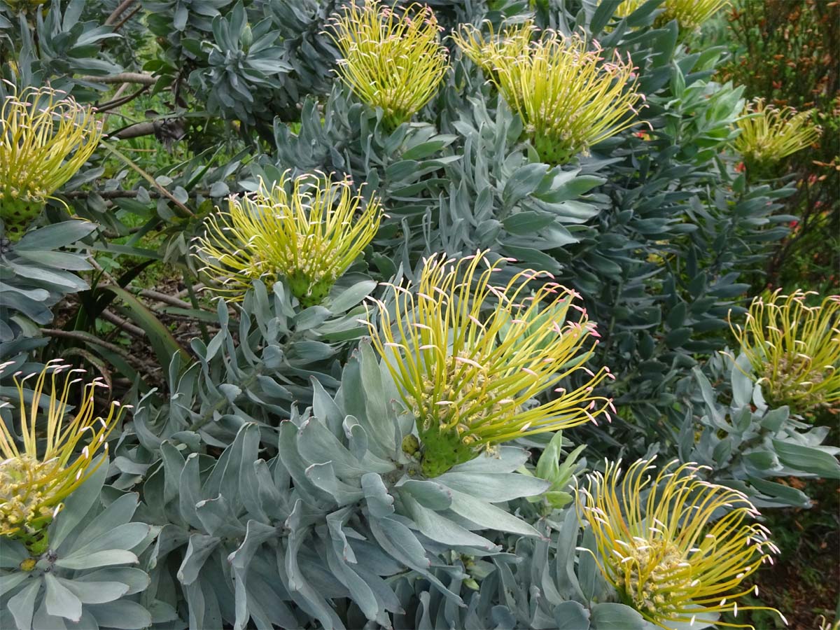 Изображение особи Leucospermum formosum.