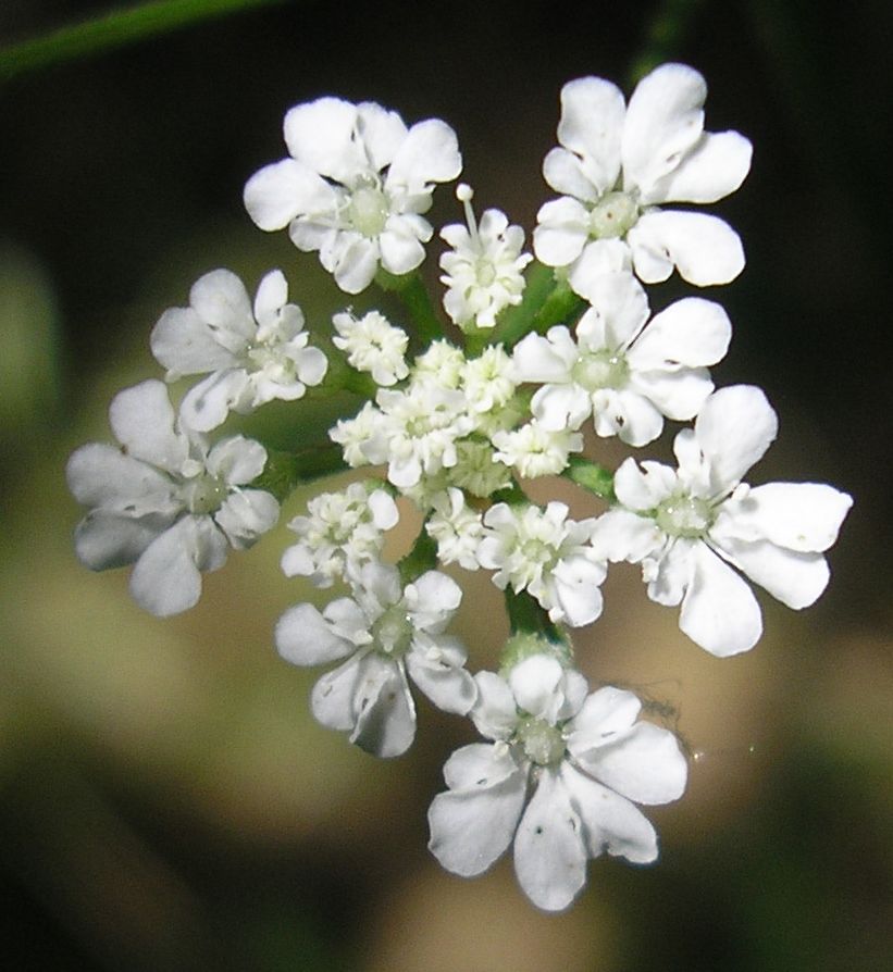 Image of Torilis arvensis specimen.