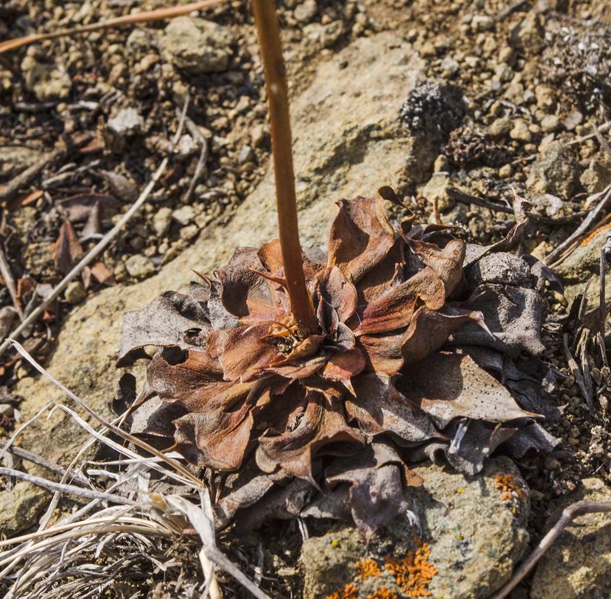 Image of Goniolimon speciosum specimen.