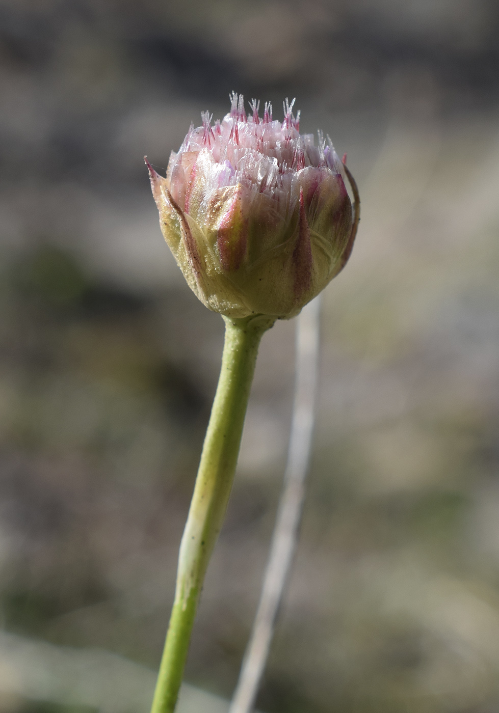 Изображение особи Armeria ruscinonensis.