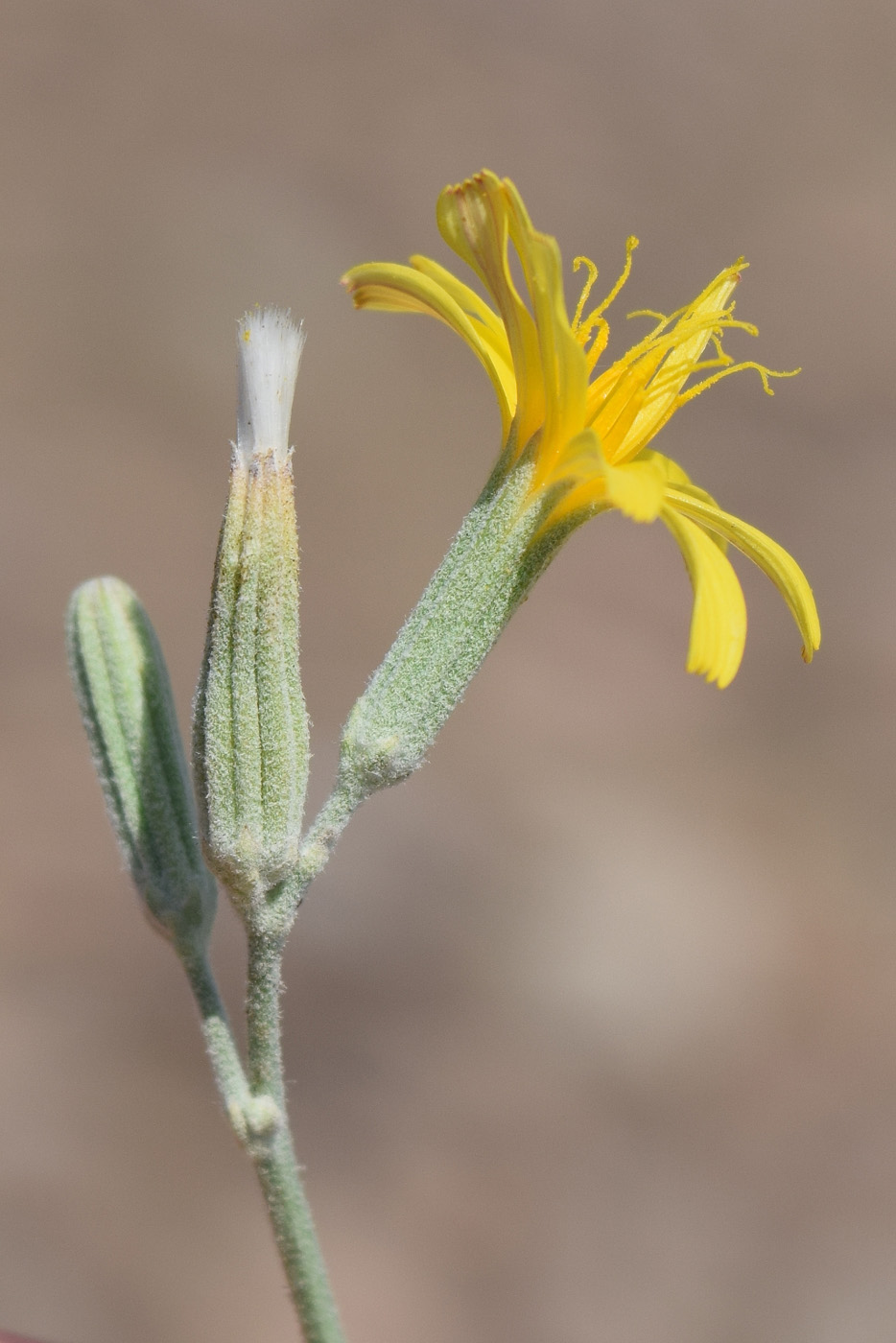 Image of Chondrilla juncea specimen.