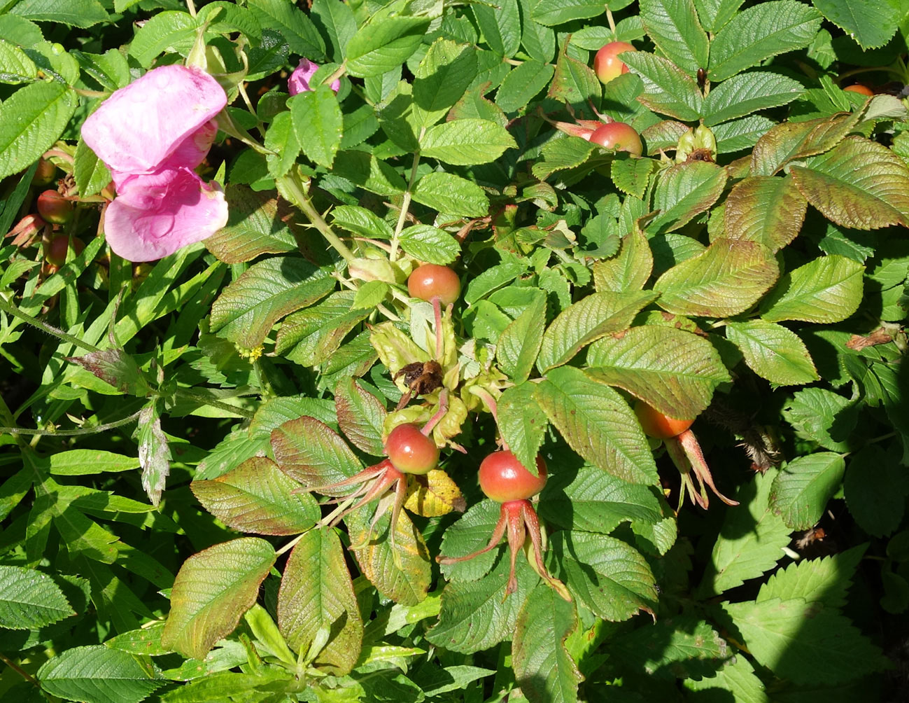 Image of Rosa rugosa specimen.