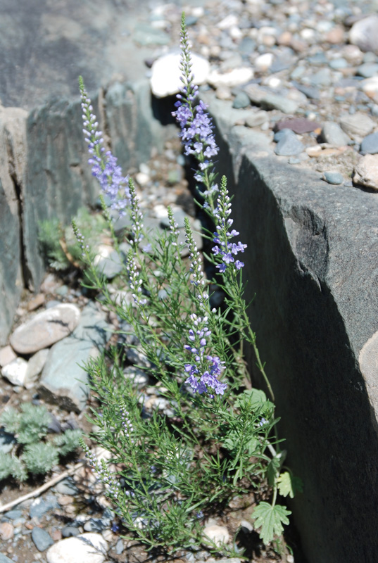 Image of Veronica pinnata specimen.