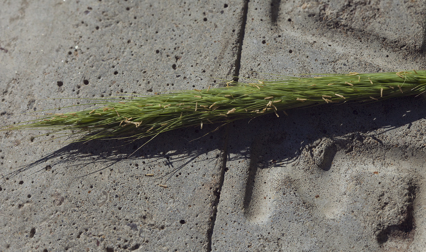 Image of Elymus excelsus specimen.