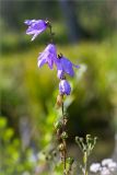 Campanula rapunculoides. Верхушка цветущего и плодоносящего растения. Ленинградская обл., Ломоносовский р-н, долина р. Шингарка, берег ручья, разнотравный луг на известняке. 06.08.2019.