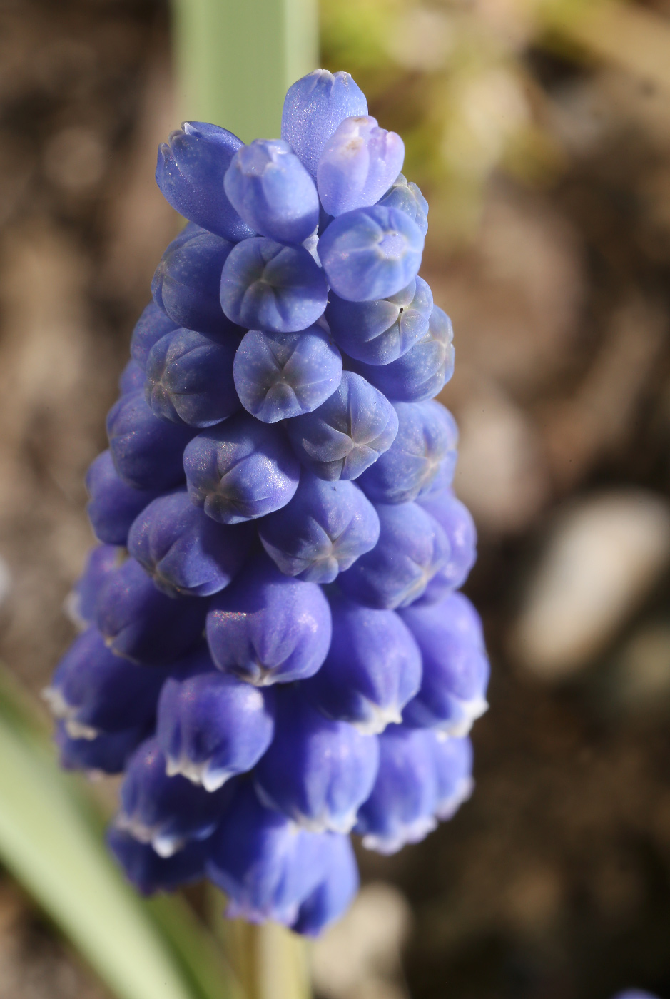 Image of Muscari armeniacum specimen.