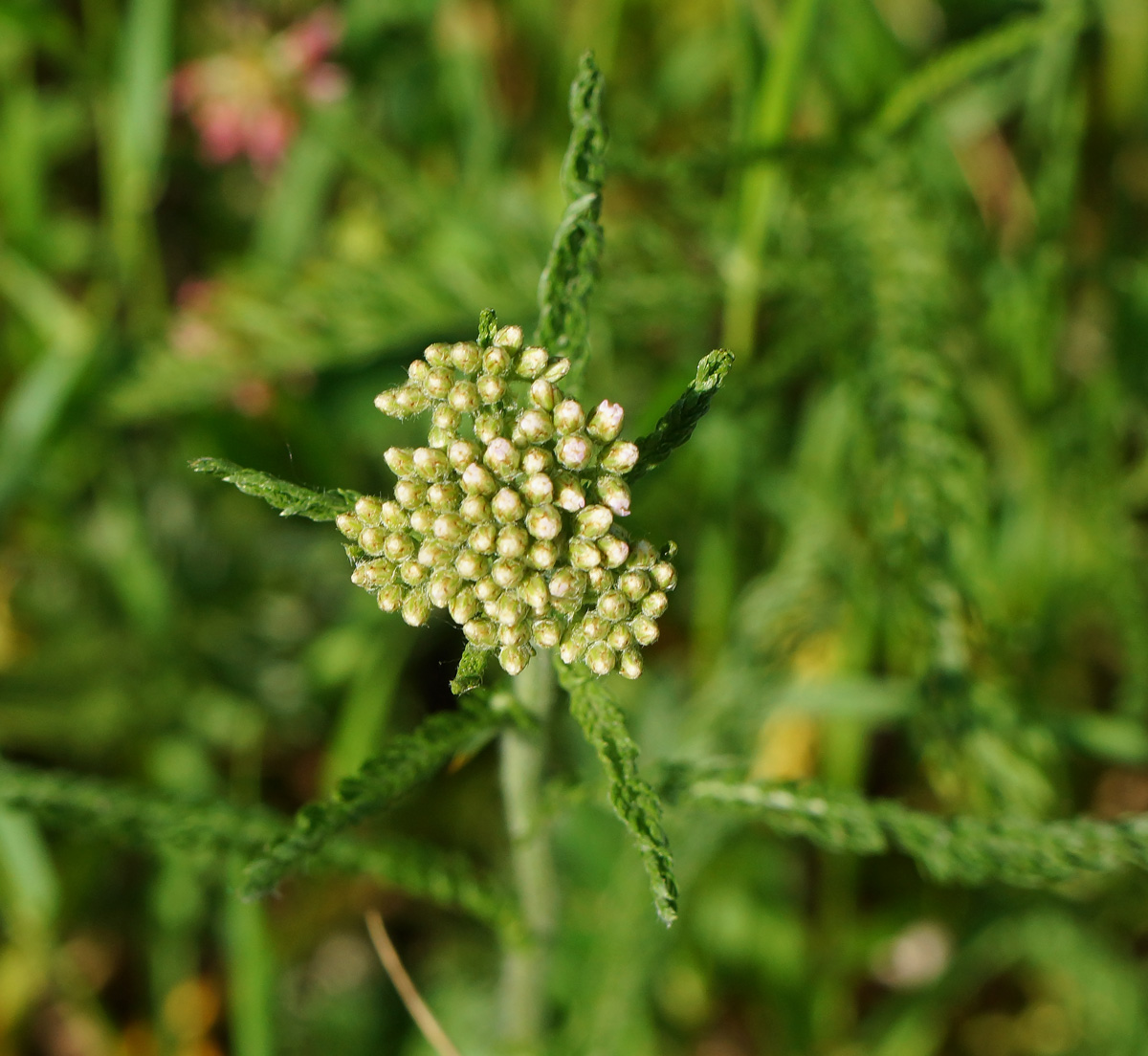 Image of Achillea millefolium specimen.