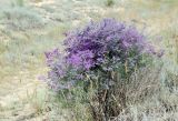 Limonium otolepis