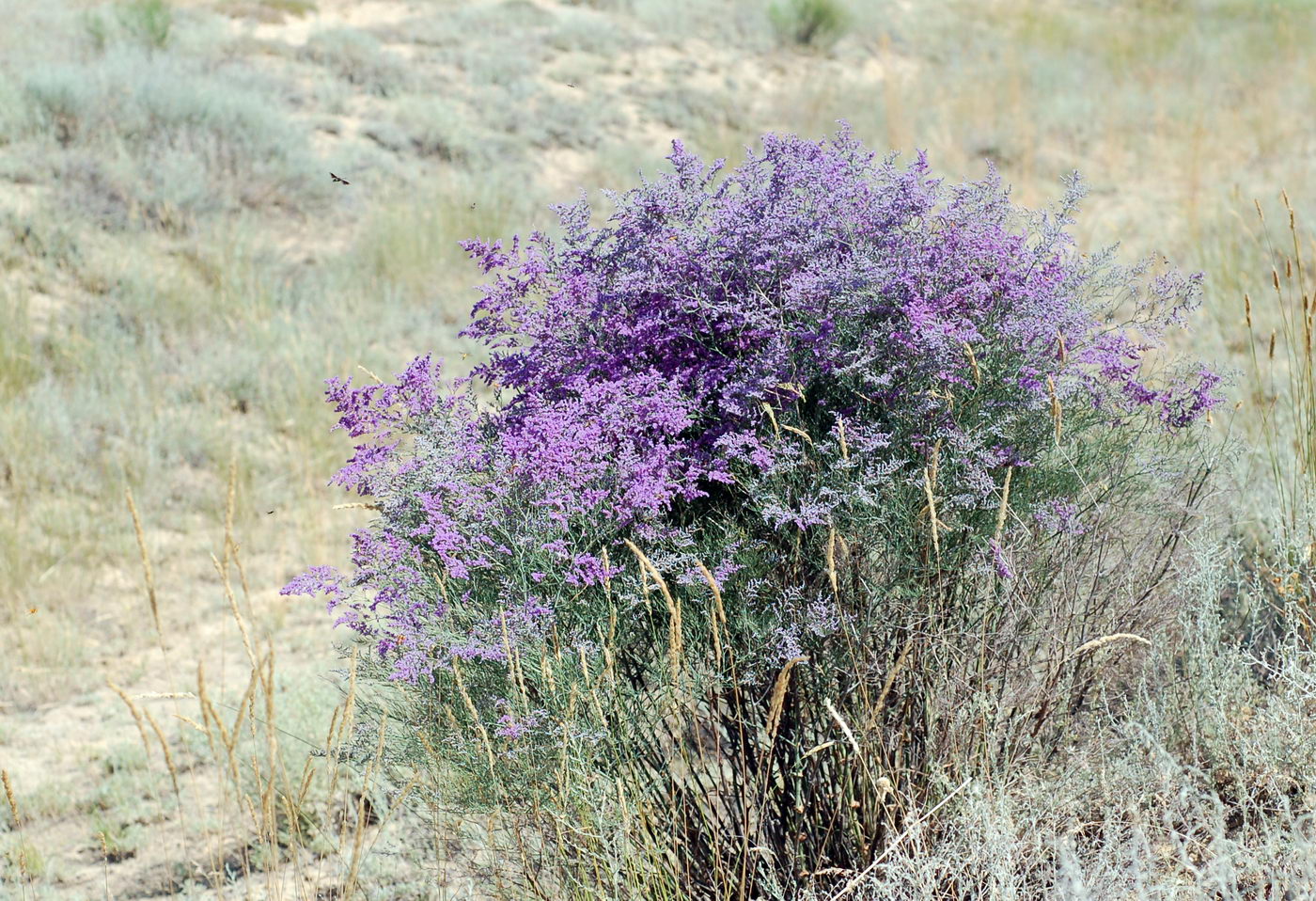 Image of Limonium otolepis specimen.