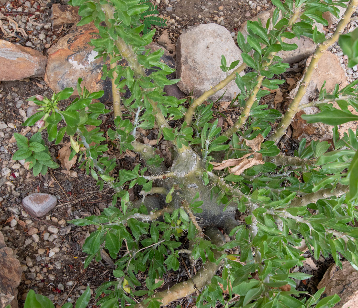 Image of Pachypodium saundersii specimen.