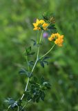 Lotus corniculatus. Верхушка цветущего побега. Приморский край, Шкотовский р-н, с. Анисимовка, обочина дороги. 18.06.2020.