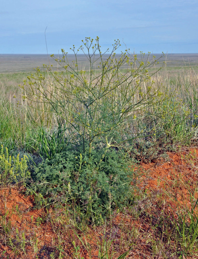 Image of Prangos odontalgica specimen.