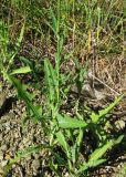 Sonchus arvensis