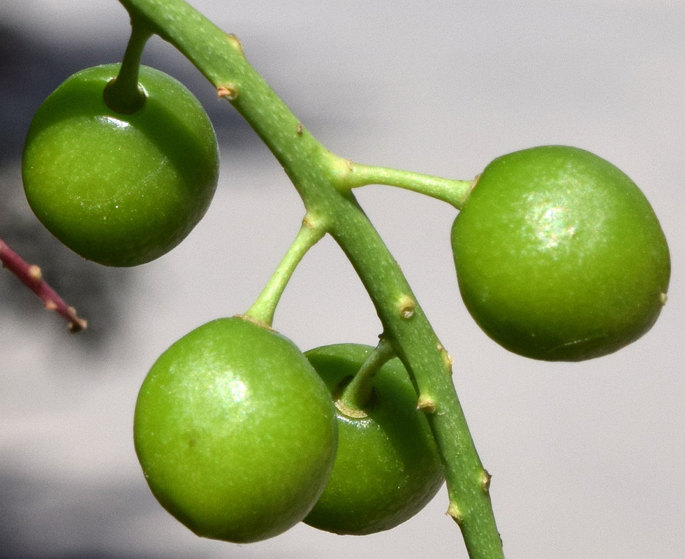 Image of Padus virginiana specimen.