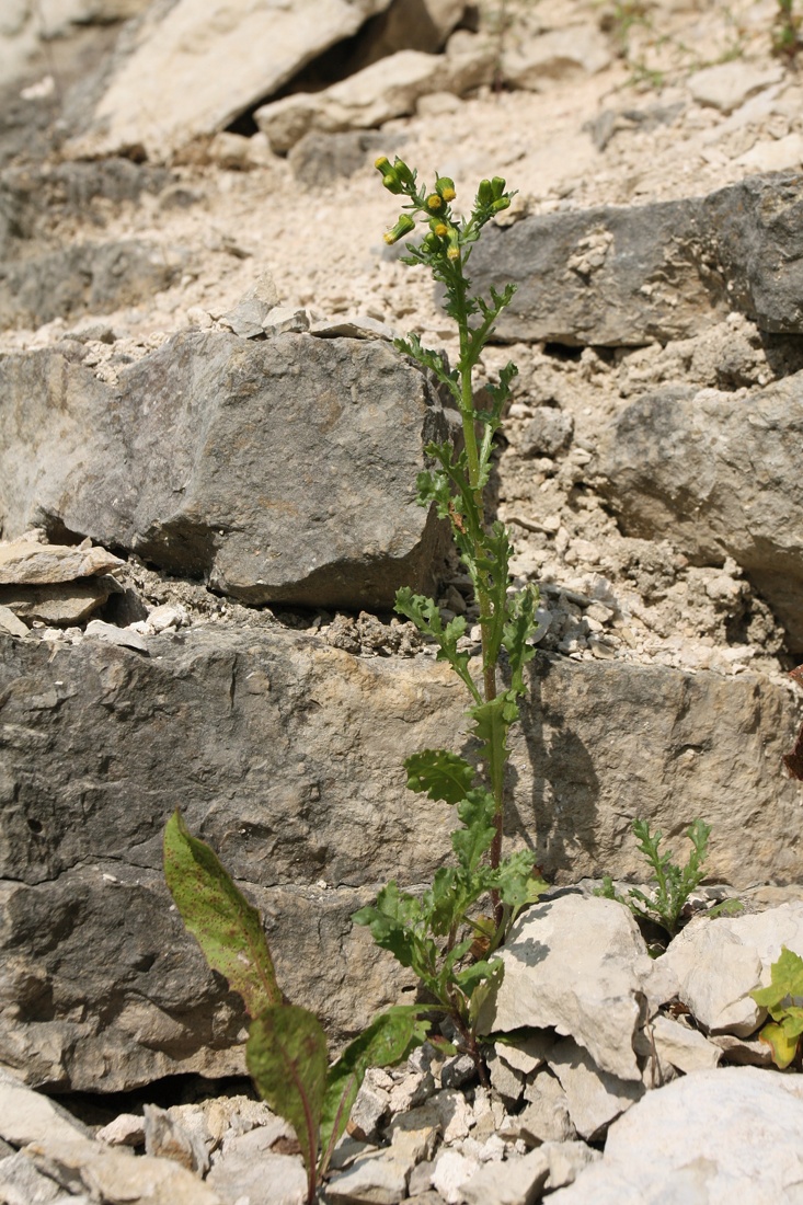 Image of Senecio vulgaris specimen.