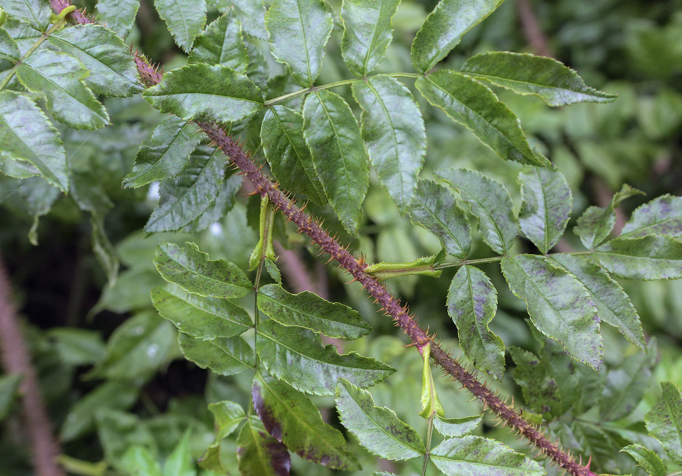 Image of genus Rosa specimen.