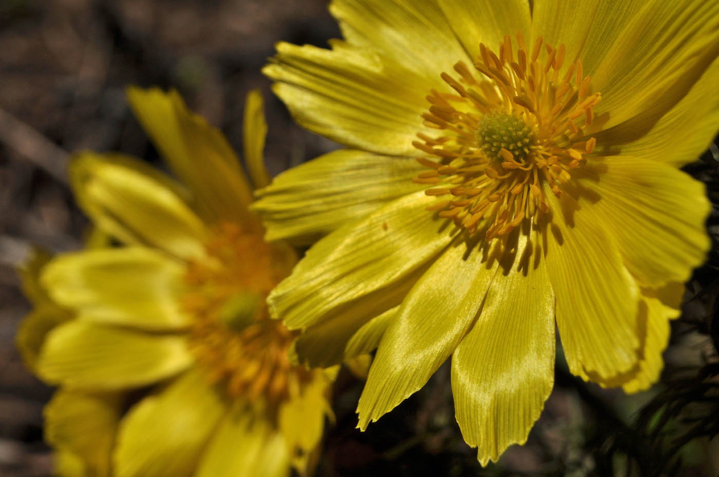 Image of Adonis volgensis specimen.