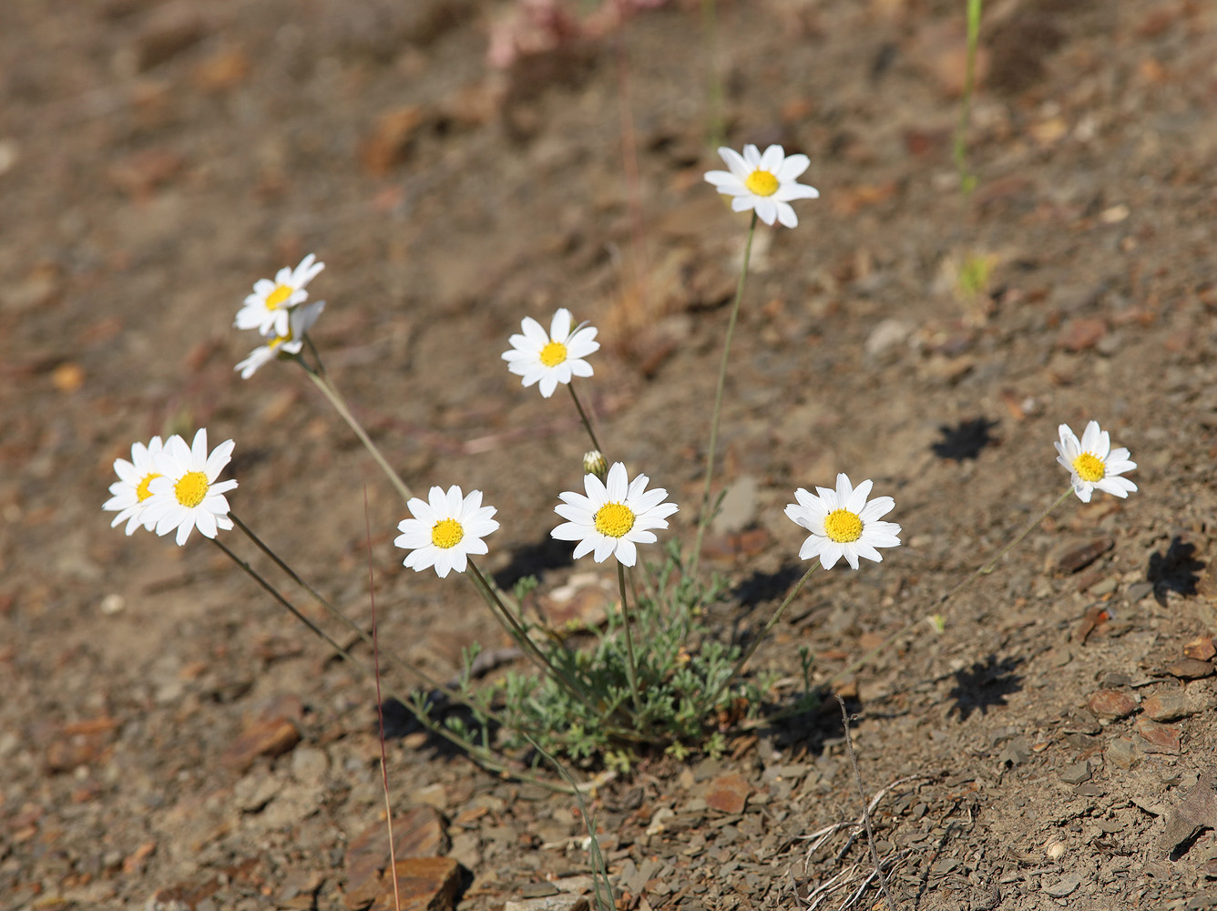 Image of Anthemis sterilis specimen.