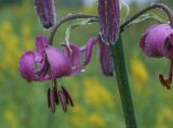 Lilium pilosiusculum. Цветок и бутон в каплях дождя. Пермский край, Кунгурский р-н, окр. с. Плехановское, окр. ур. Мысы, разнотравный луг. 19.06.2021.