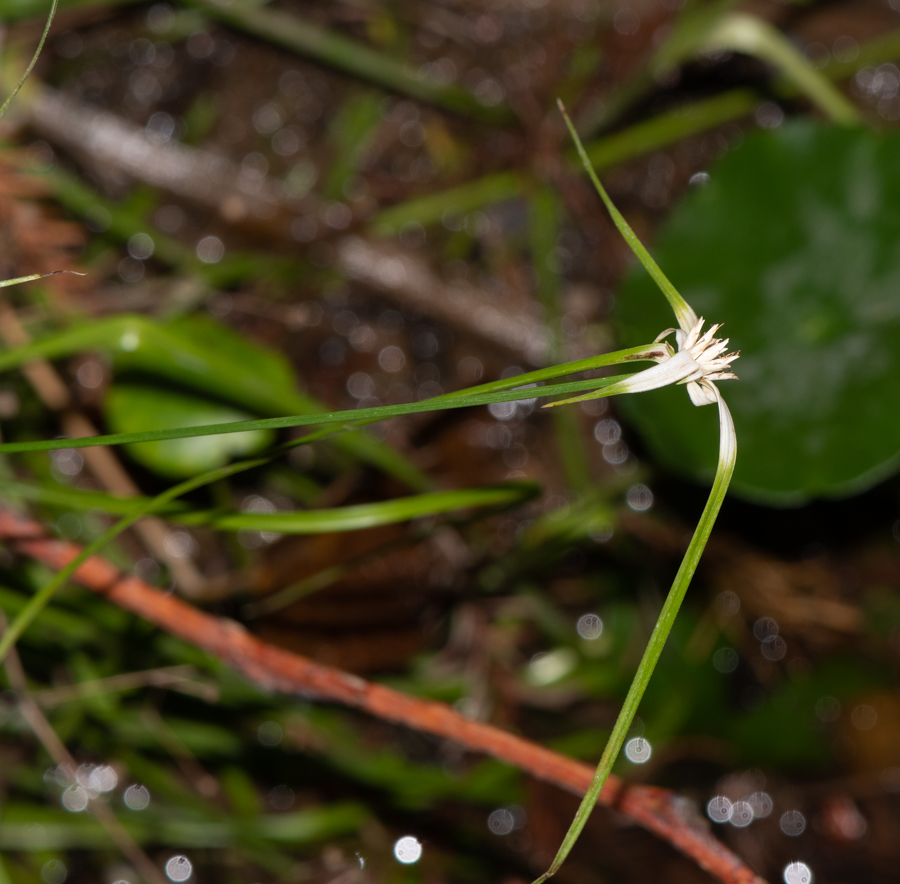 Image of Rhynchospora colorata specimen.