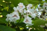 Catalpa bignonioides