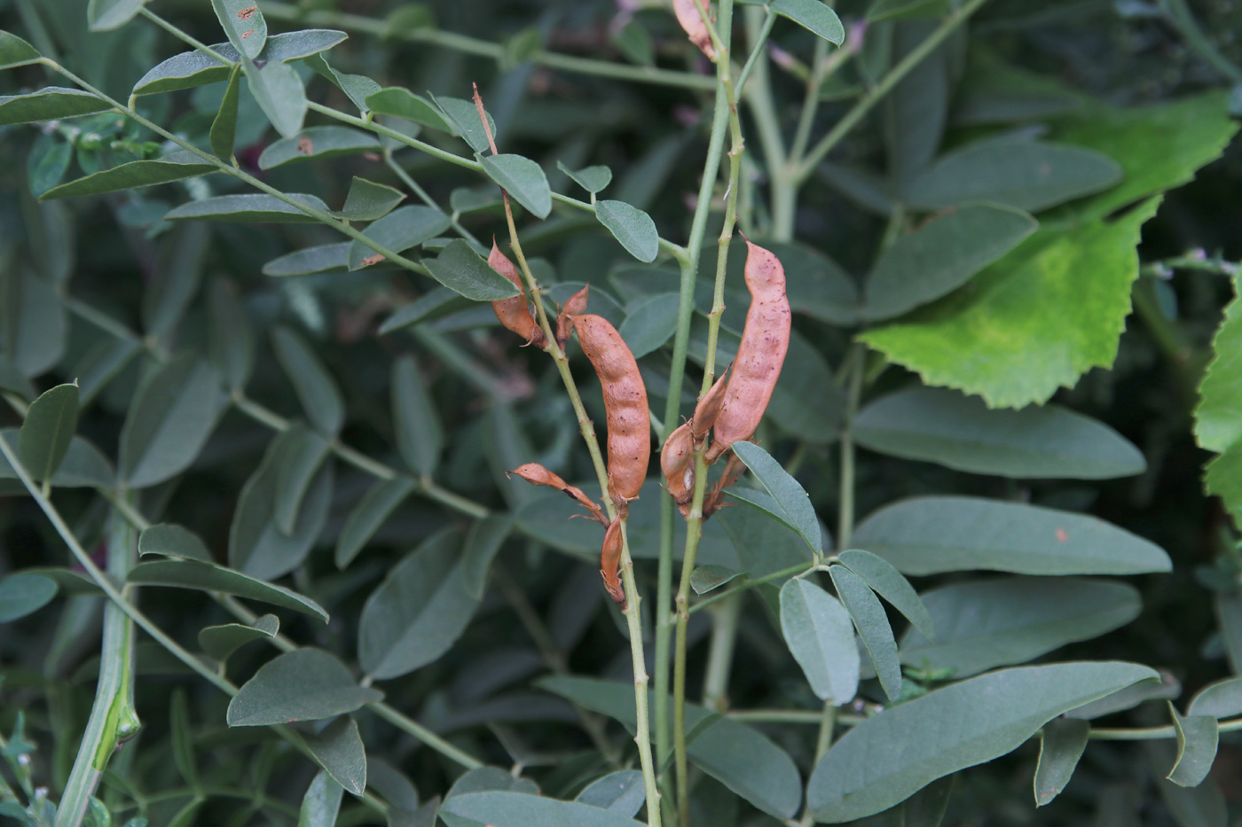 Изображение особи Glycyrrhiza glabra.