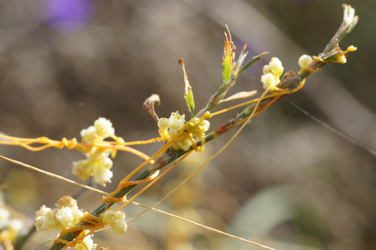 Изображение особи Cuscuta cesatiana.