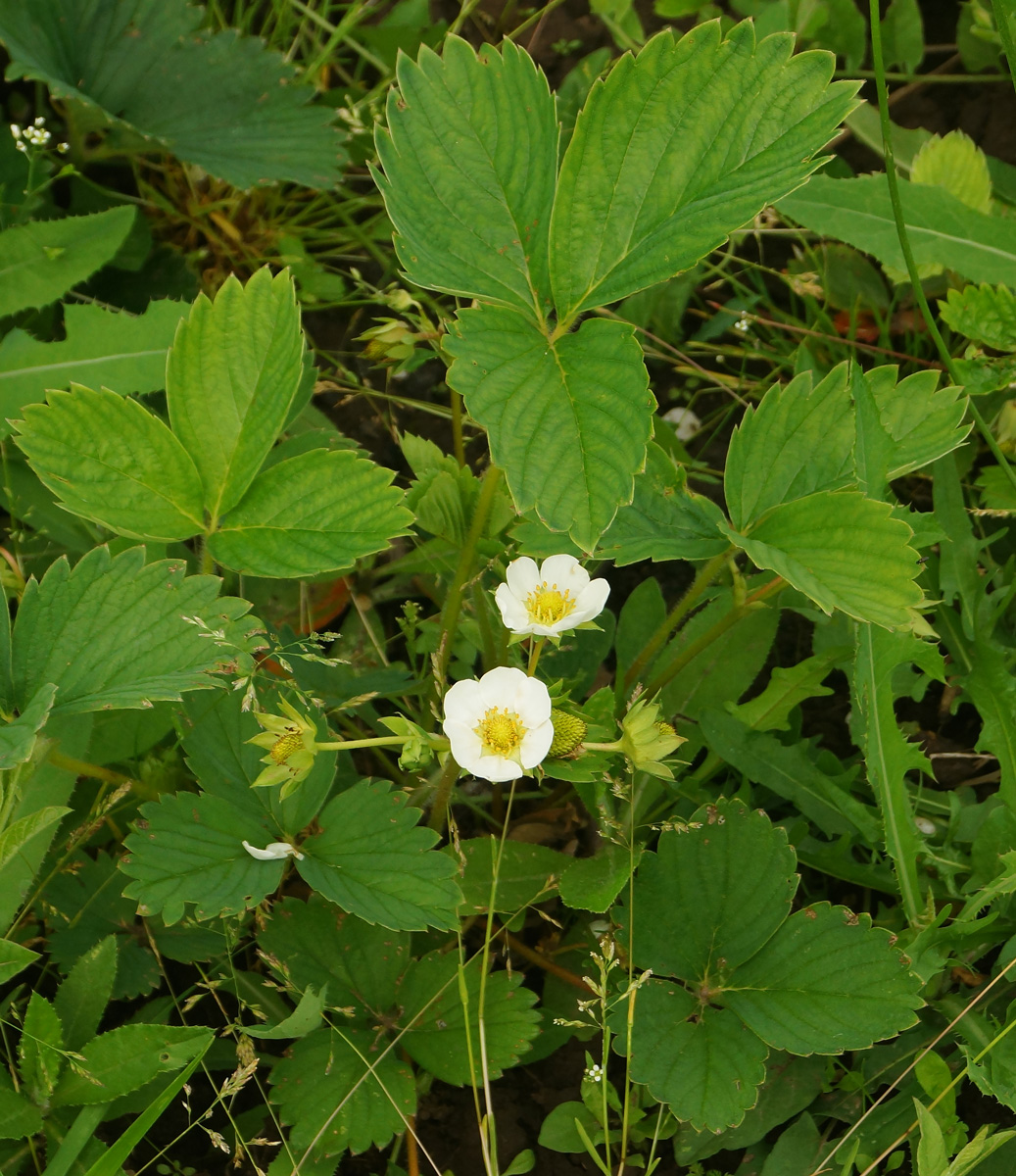 Изображение особи Fragaria &times; ananassa.