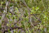 Salix caprea